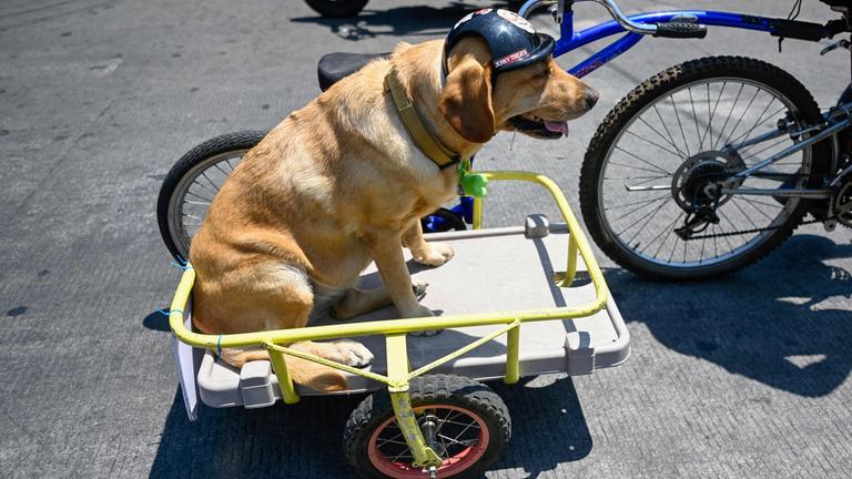 Ein Fahrradfahrer zieht seinen Hund in einem Anhänger mit sich.