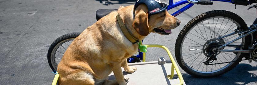 Ein Fahrradfahrer zieht seinen Hund in einem Anhänger mit sich.