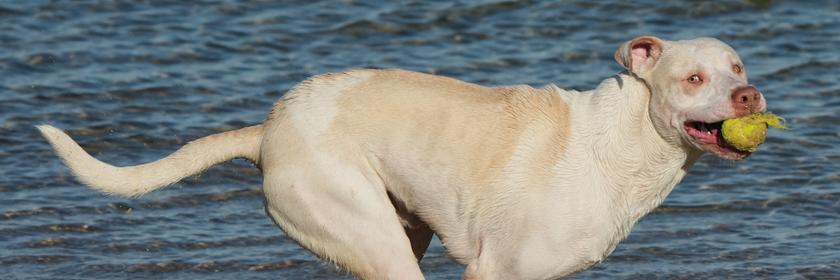 Ein Hund läuft am Strand entlang. Er hat einen Ball im Mund. 
