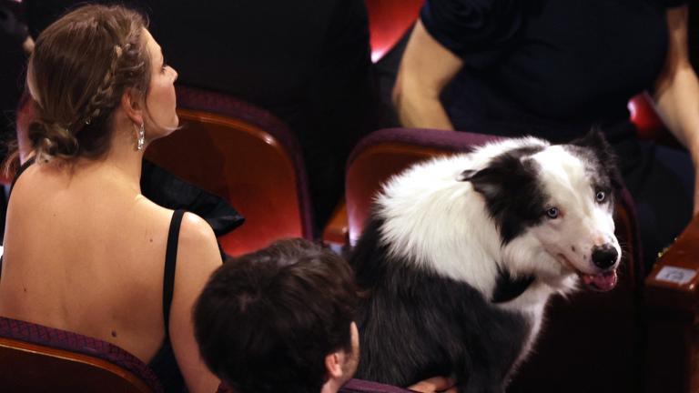 Boarder Collie Messi sitzt im Publikum auf einem Platz und schaut in die Kamera.