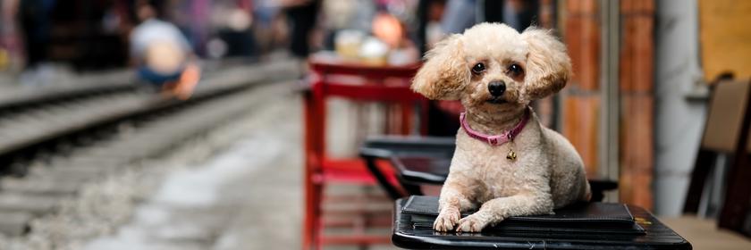Hund sitzt an einem Café an der Zugstraße in Hanoi