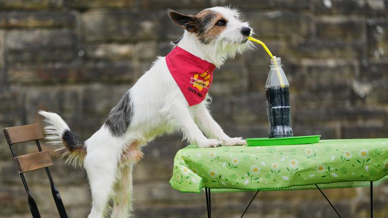 Hund trinkt aus Strohhalm bei Hunde-Show in Dortmund