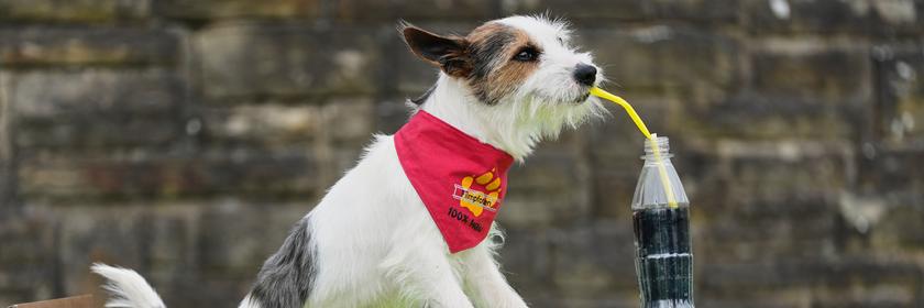 Hund trinkt aus Strohhalm bei Hunde-Show in Dortmund