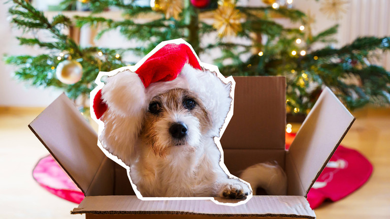 Hund mit Weihnachtsmütze unter Weihnachtsbaum