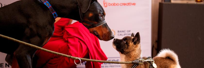 Ein großer und ein kleiner Hund beschnüffeln sich beim Filmfestival in Cannes. 