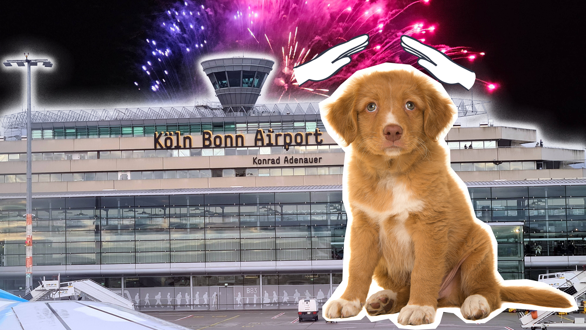 Hunde Flughafen Silvester