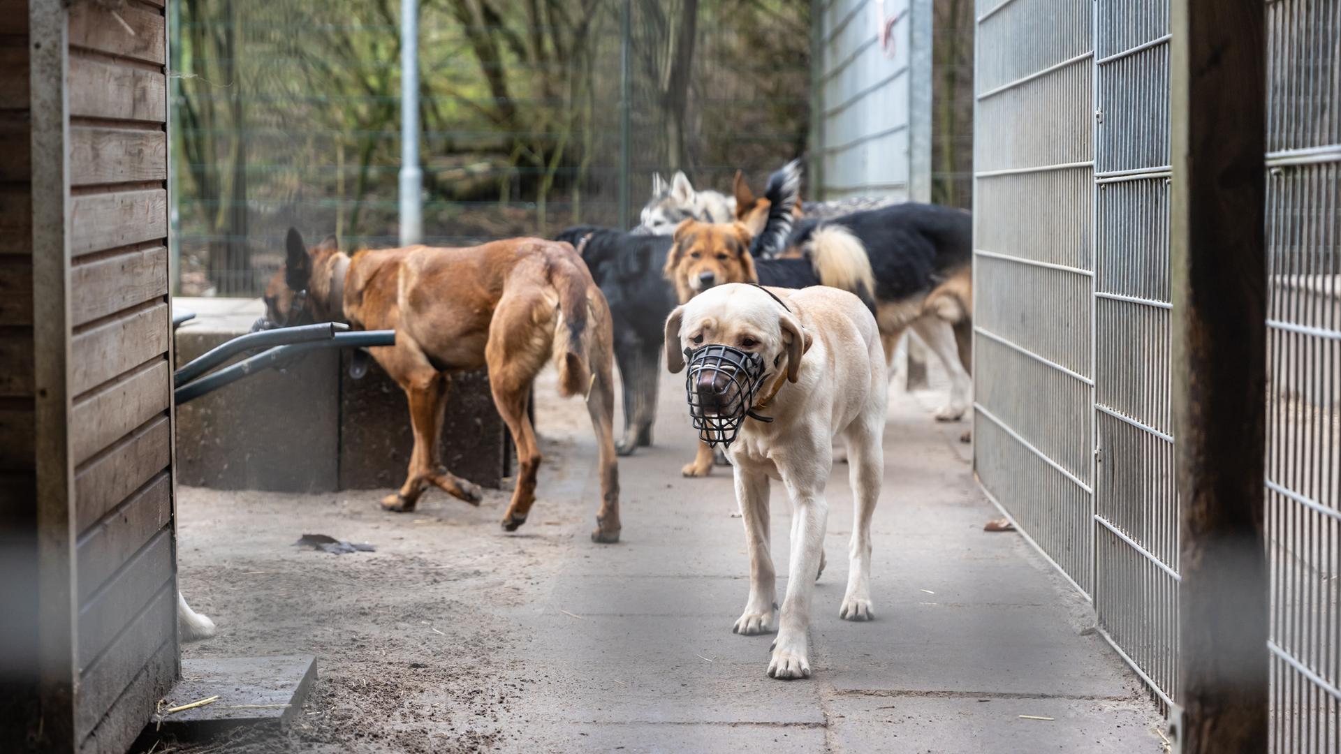Mehrere Hunde im Außenbereich eines Tierheims