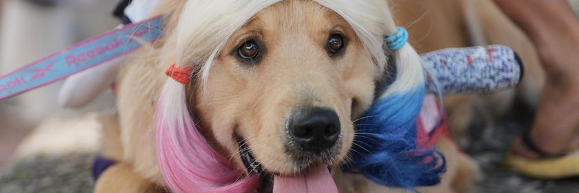 Ein Golden Retriever-Hund mit einer blonden Perücke, die einen blauen und einen pinken Zopf hat. 