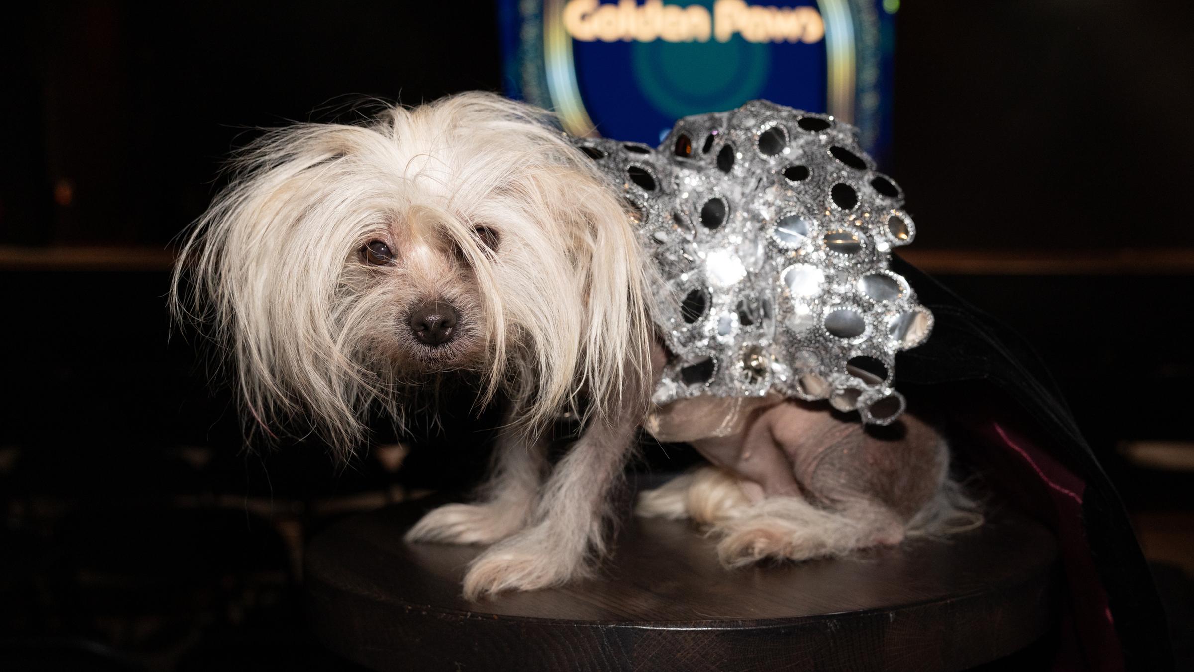 Auf der Modenschau in New York ist am 2. Februar ein Hund mit viel Schmuck präsentiert worden. 