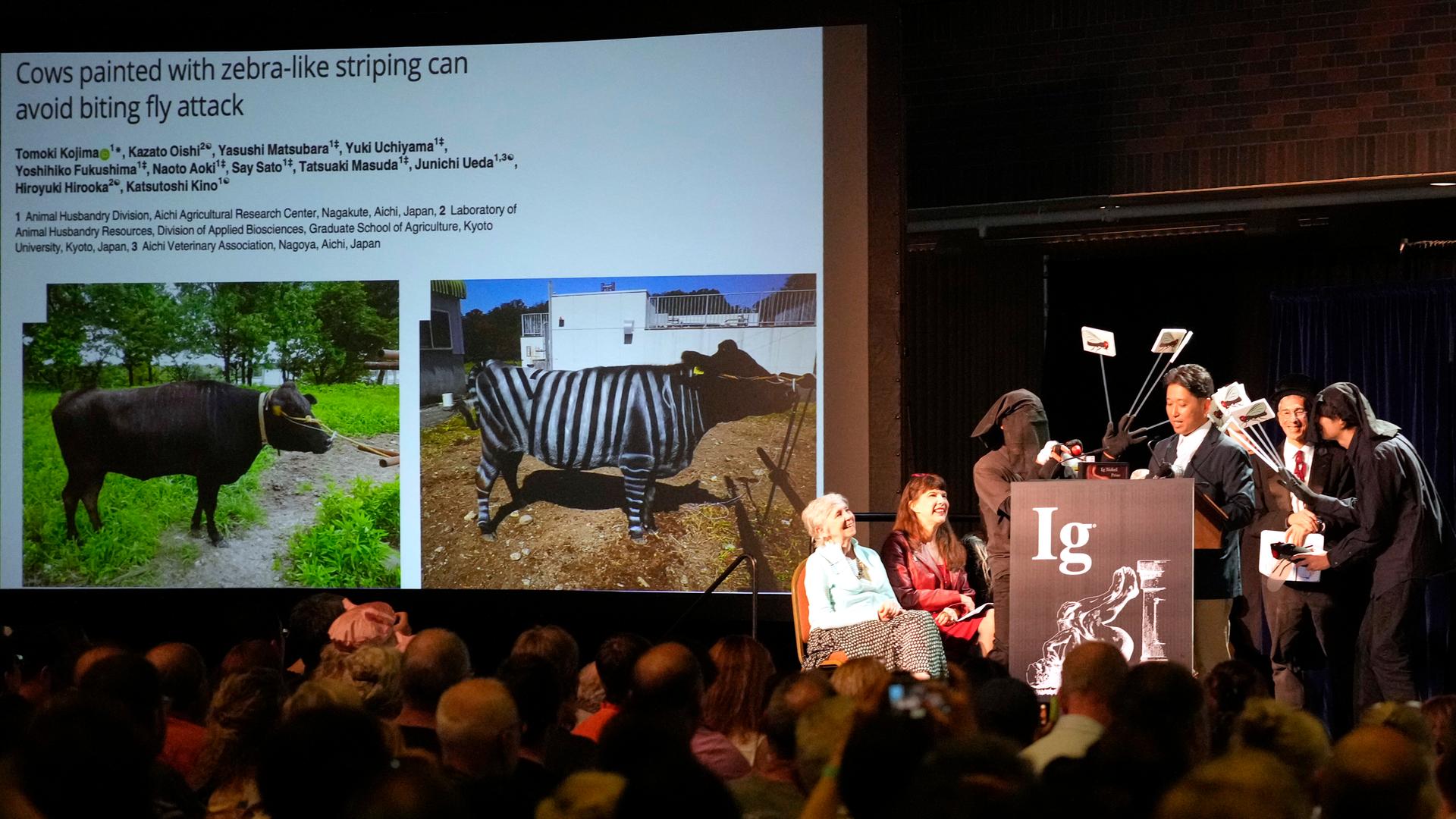 Forscher malten Kühen Streifen wie Zebras und tatsächlich wurden sie seltener von Fliegen gestochen.
