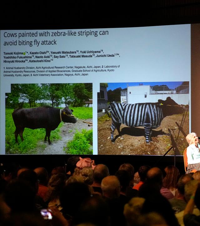 Forscher malten Kühen Streifen wie Zebras und tatsächlich wurden sie seltener von Fliegen gestochen.