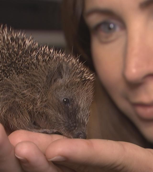 Magdalena zu besuch bei Igel-Auffangstation