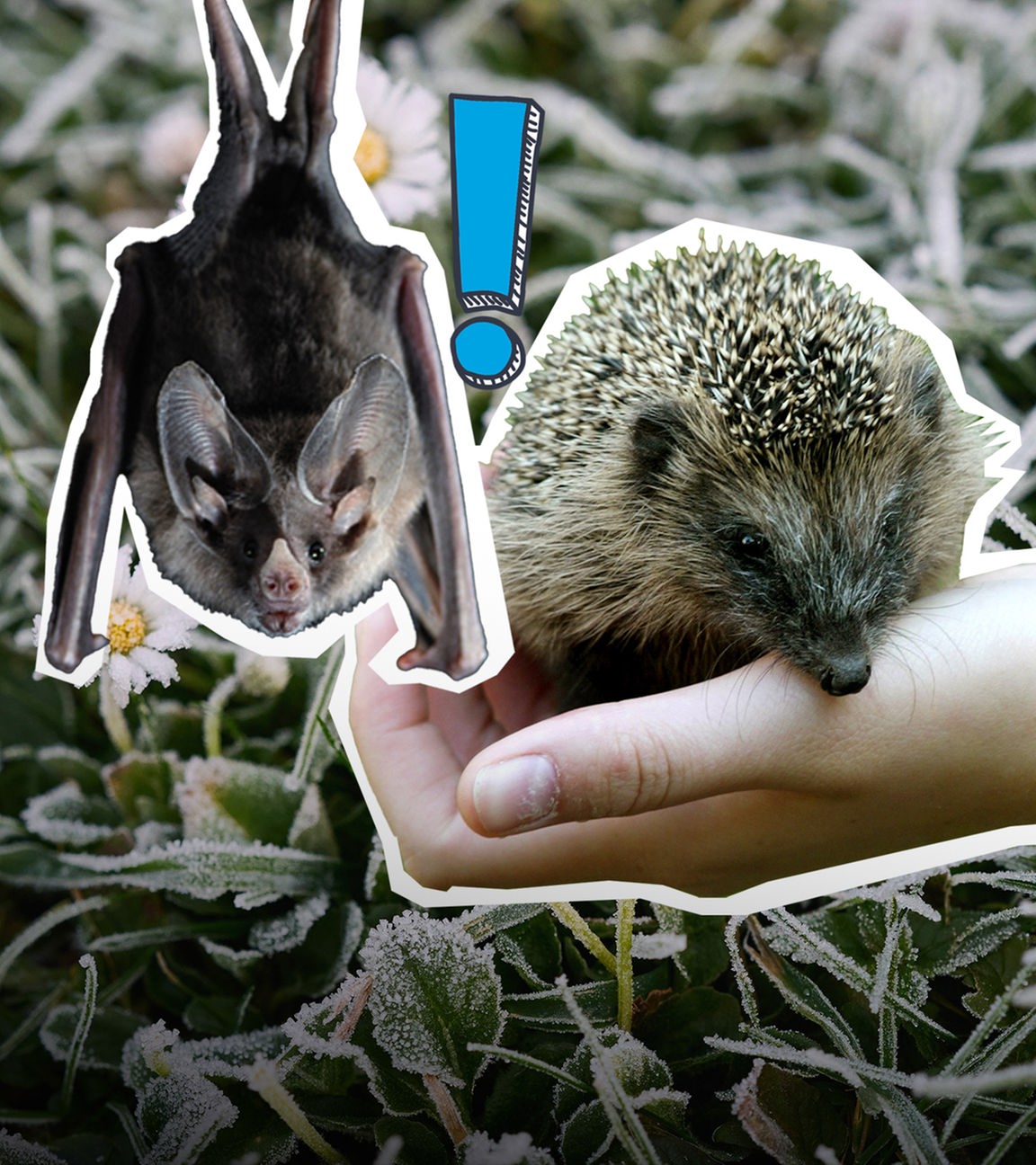 Fledermaus, Igel auf einer Hand und Gäseblümchen mit Frost überzogen.
