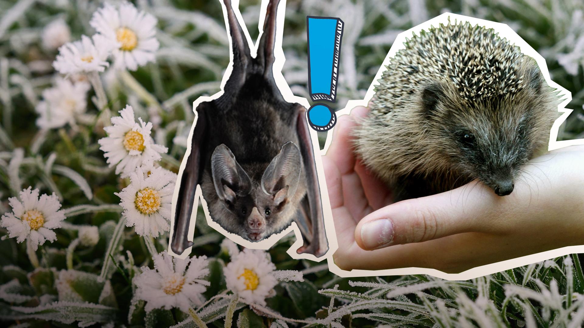 Fledermaus, Igel auf einer Hand und Gäseblümchen mit Frost überzogen.