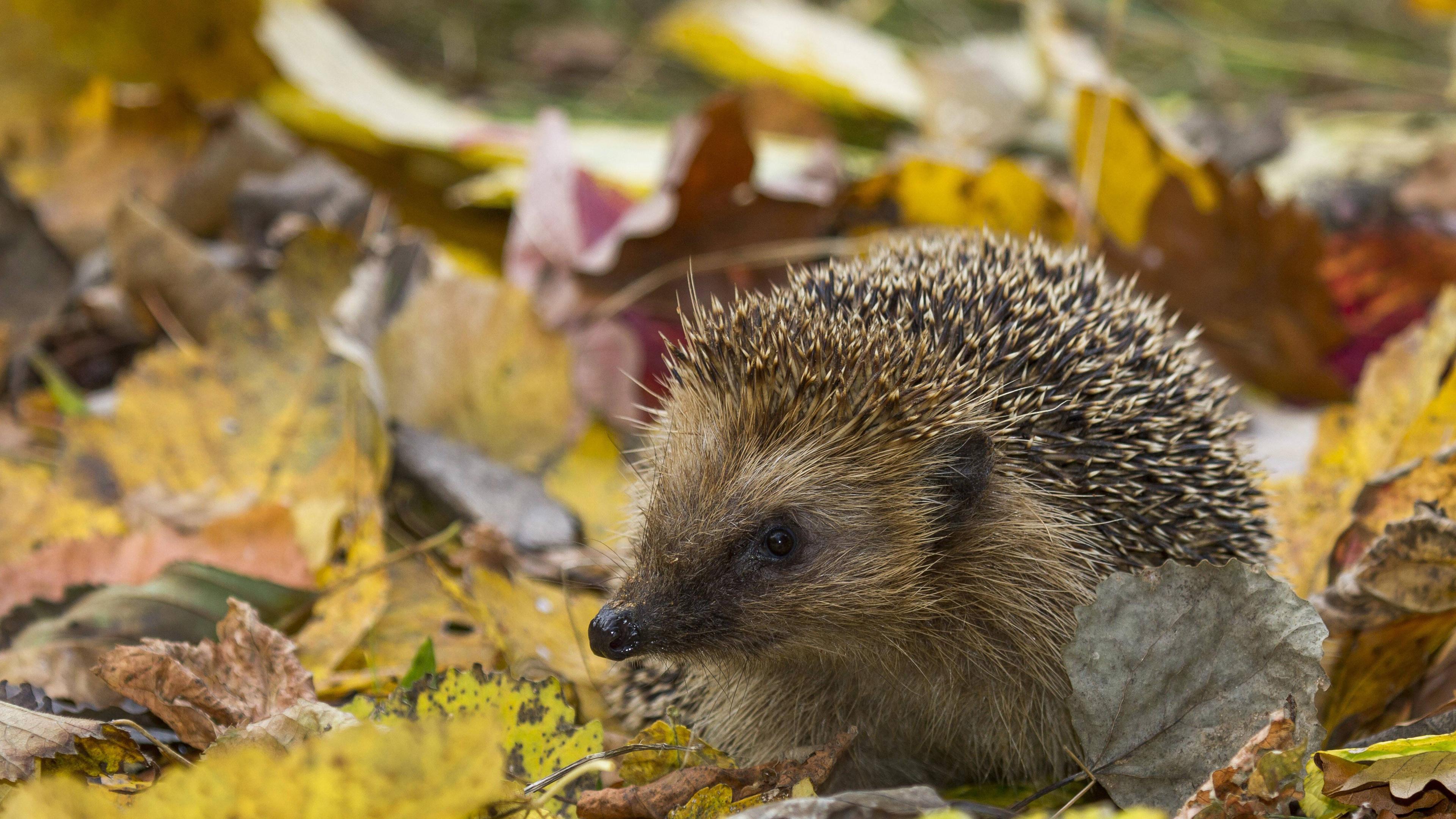 Igel im Laub