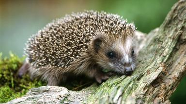 Kleiner Igel auf dem Waldboden