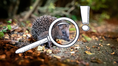 Ein Igel sitzt auf einem laubigen Waldboden.