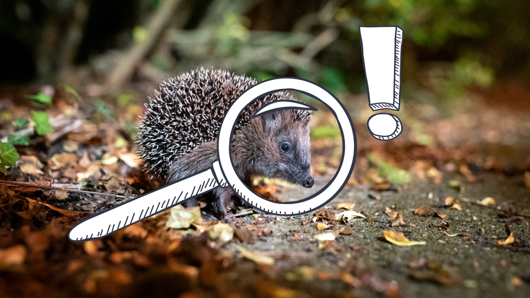Ein Igel sitzt auf einem laubigen Waldboden.