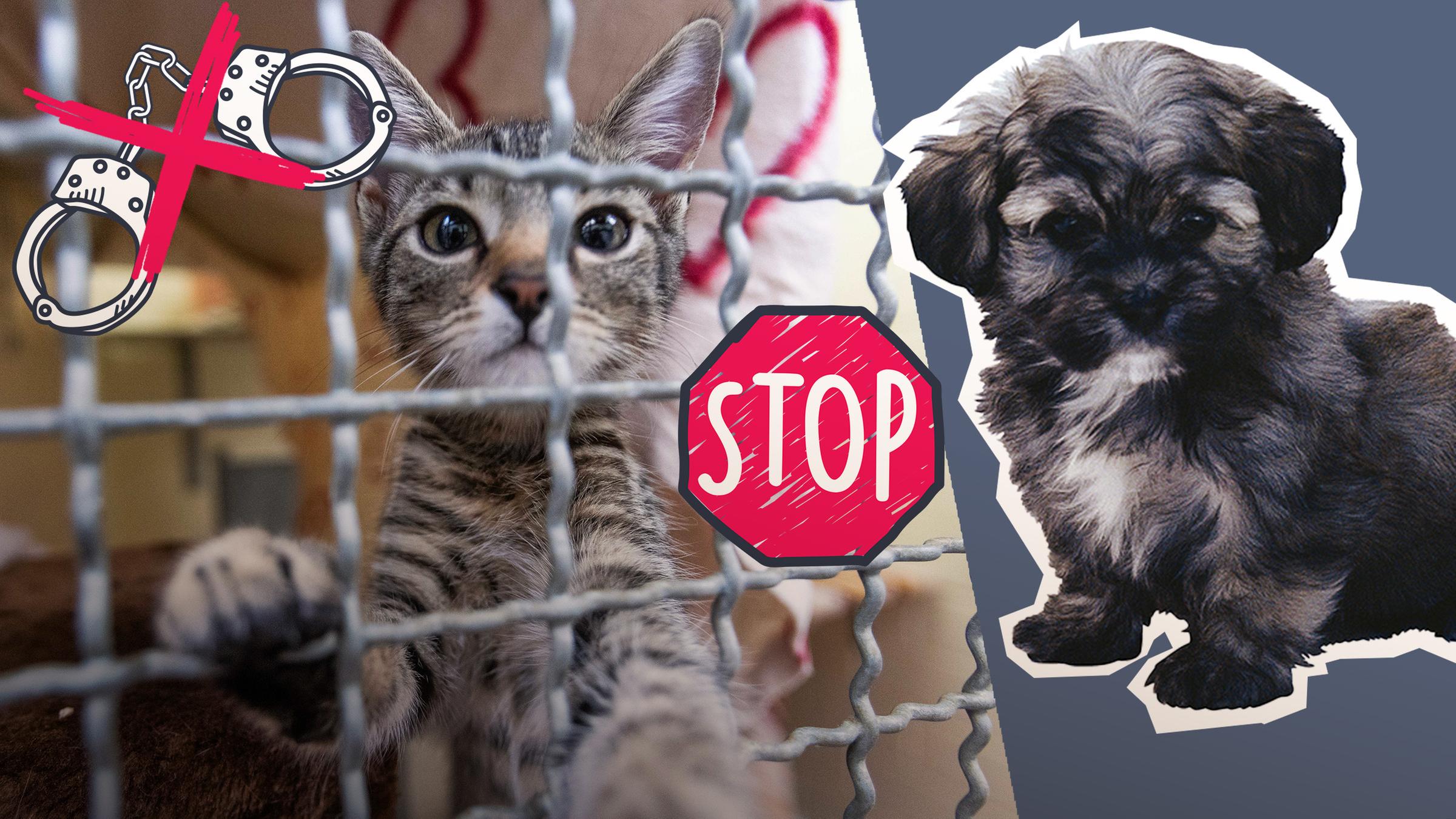Eine Katze in einem Käfig und ein Welpe; Handschelle, die durchgestrichen sind, und ein Stopp-Schild