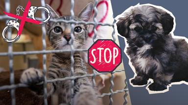 Eine Katze in einem Käfig und ein Welpe; Handschelle, die durchgestrichen sind, und ein Stopp-Schild