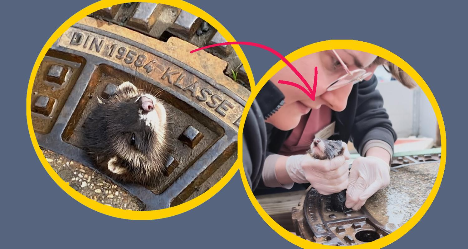 Ein Iltis steckt im Gullideckel fest und guckt bemitleidenswert