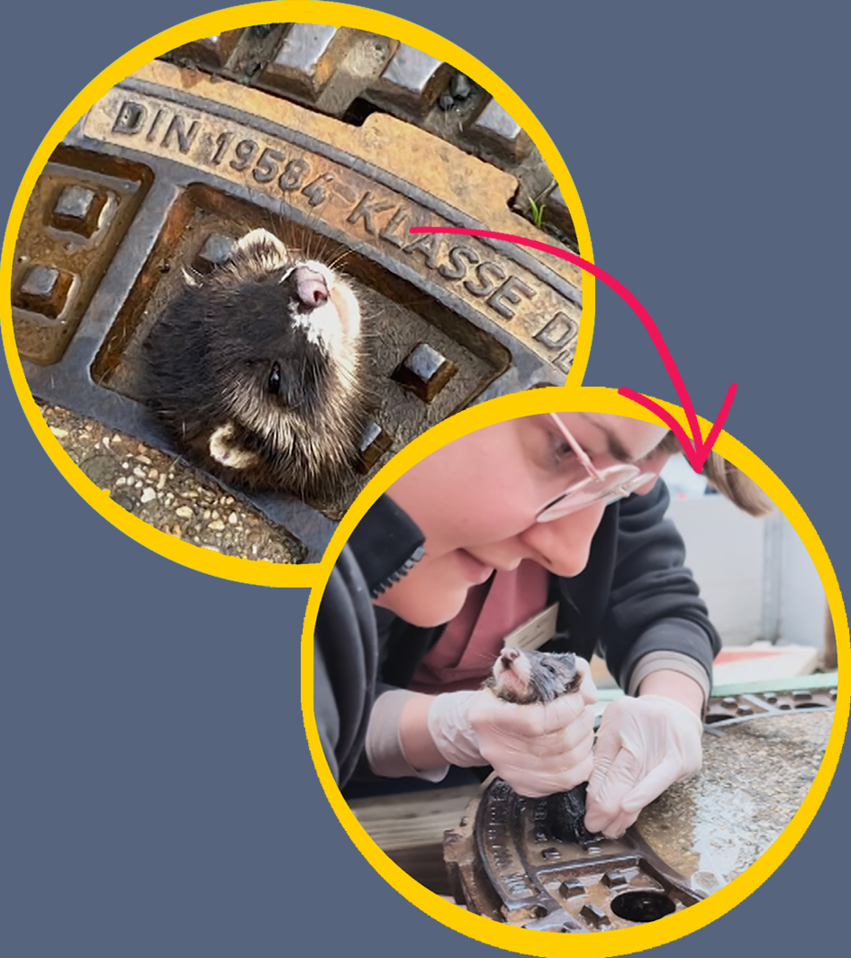 Ein Iltis steckt im Gullideckel fest und guckt bemitleidenswert