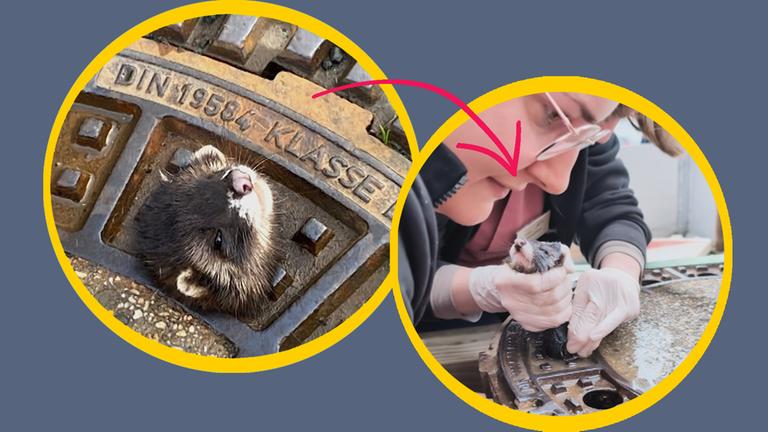 Ein Iltis steckt im Gullideckel fest und guckt bemitleidenswert