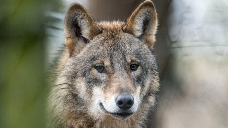 Portraitaufnahme eines grauen Wolfs, stellenweise ist das Fell leicht rötlich oder dunkler.