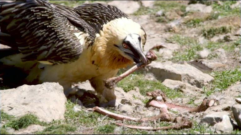 Die Bartgeier sind zurück