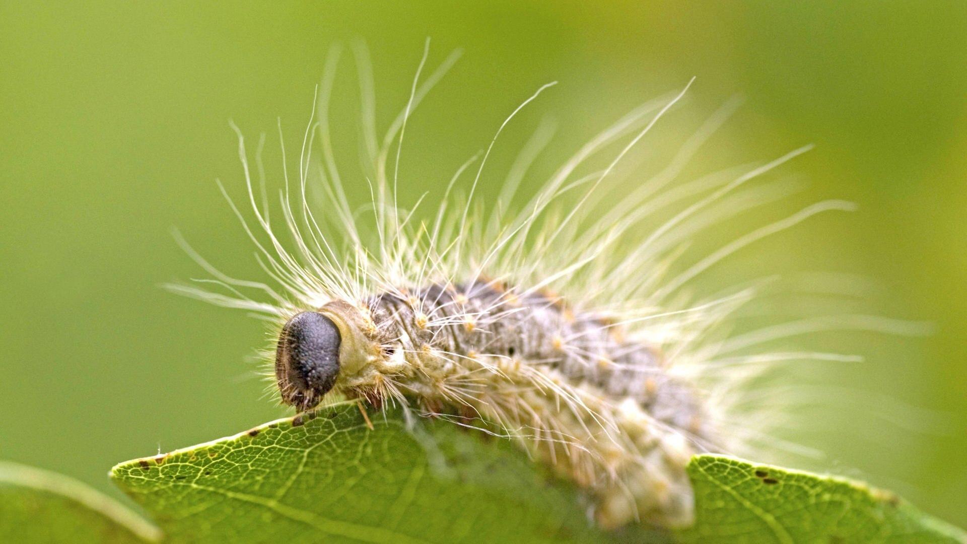 Eichenprozessionsspinner und Co: Invasion der Plagen