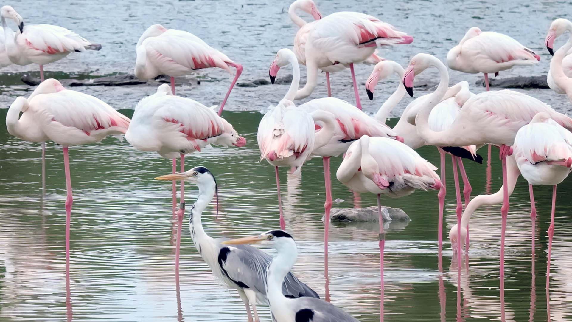 Die Camargue, wild und zart besaitet - Im Reich des Süßwassers