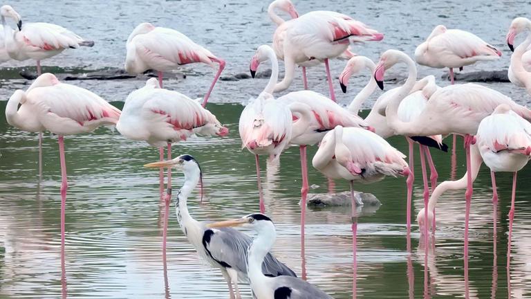Die Camargue, wild und zart besaitet - Im Reich des Süßwassers