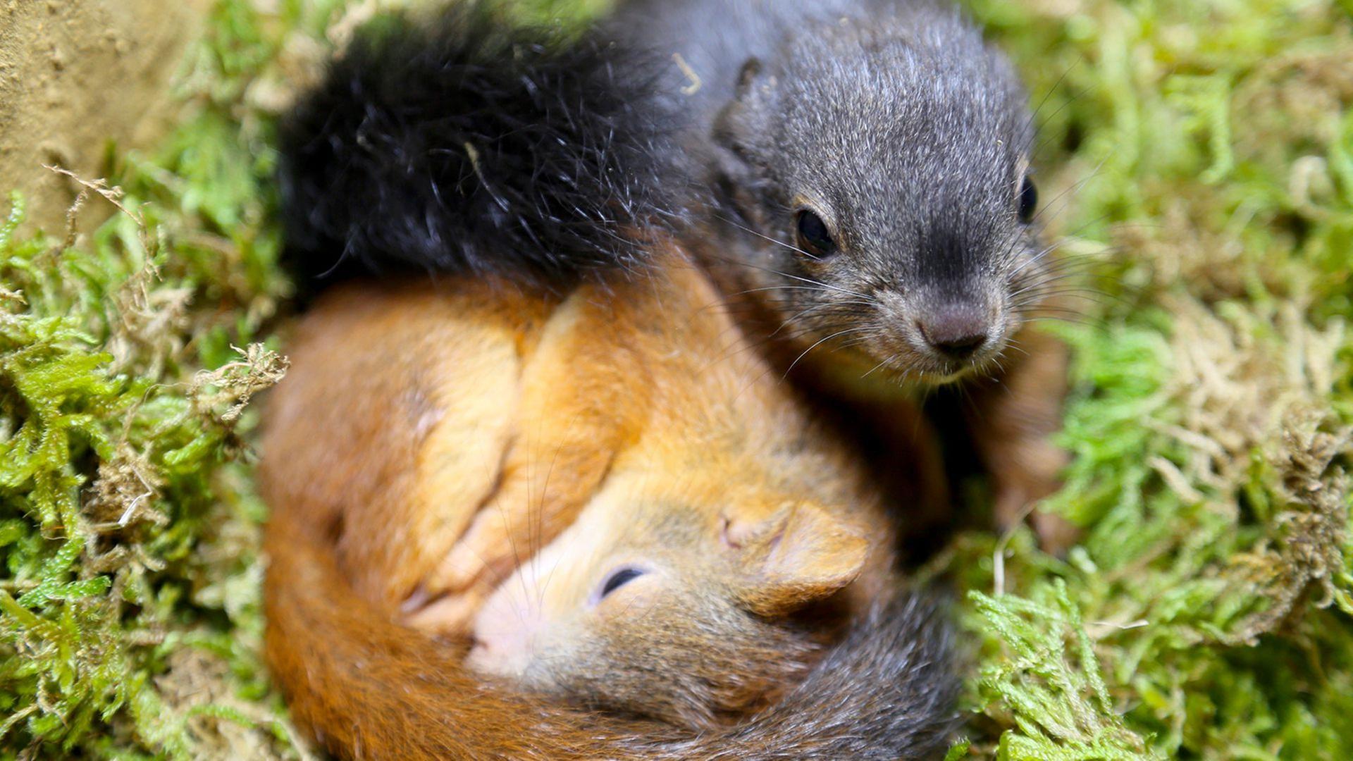 Geheimnisvolle Eichhörnchen
