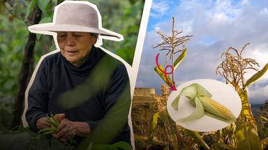 Indigene Landwirtschaft gegen den Klimawandel?