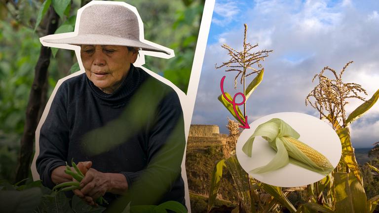 Indigene Landwirtschaft gegen den Klimawandel?