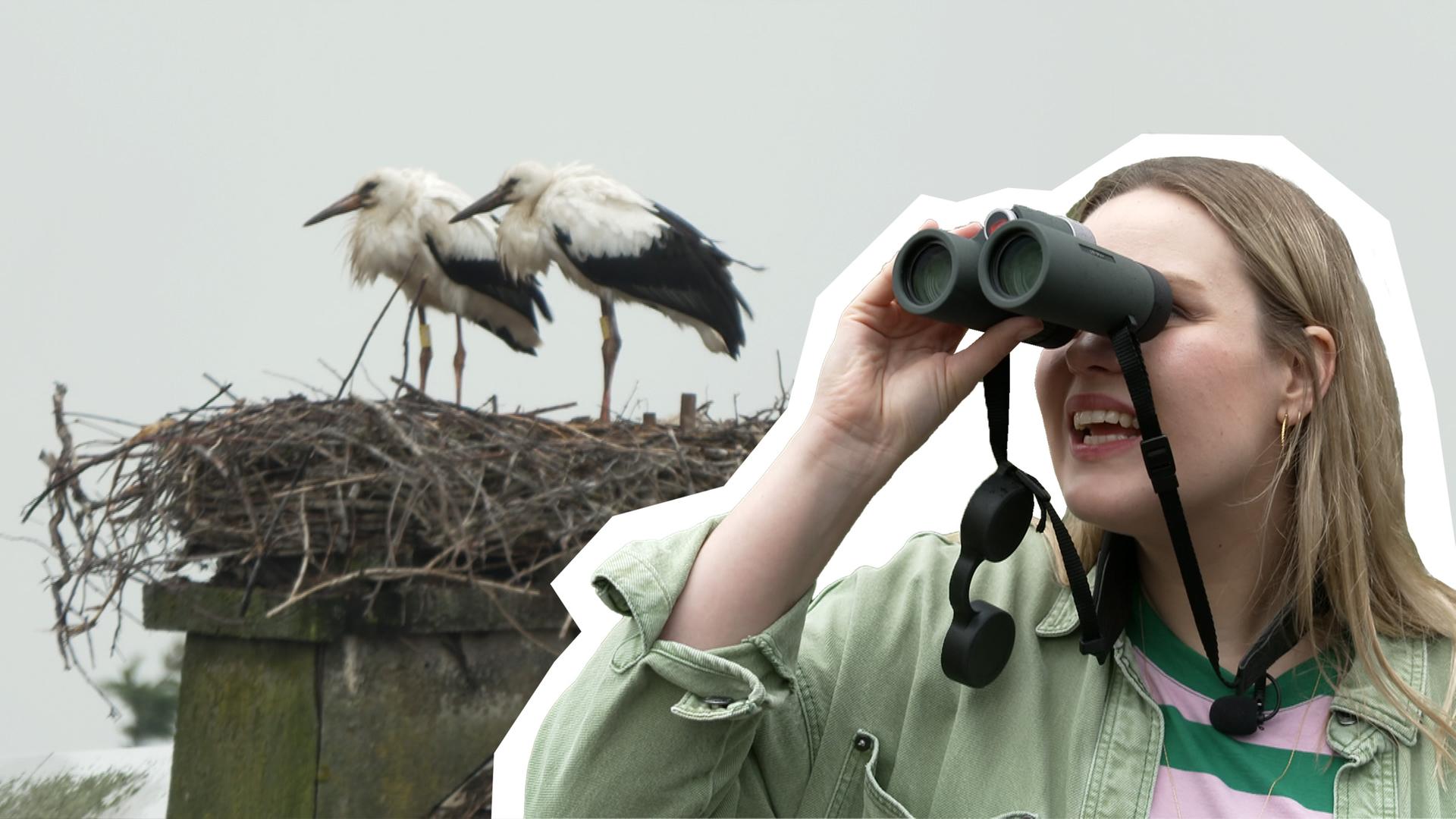 Eine Frau schaut durch ein Fernglas und beobachtet Störche auf einem Dach in ihrem Nest, der Himmel ist grau.