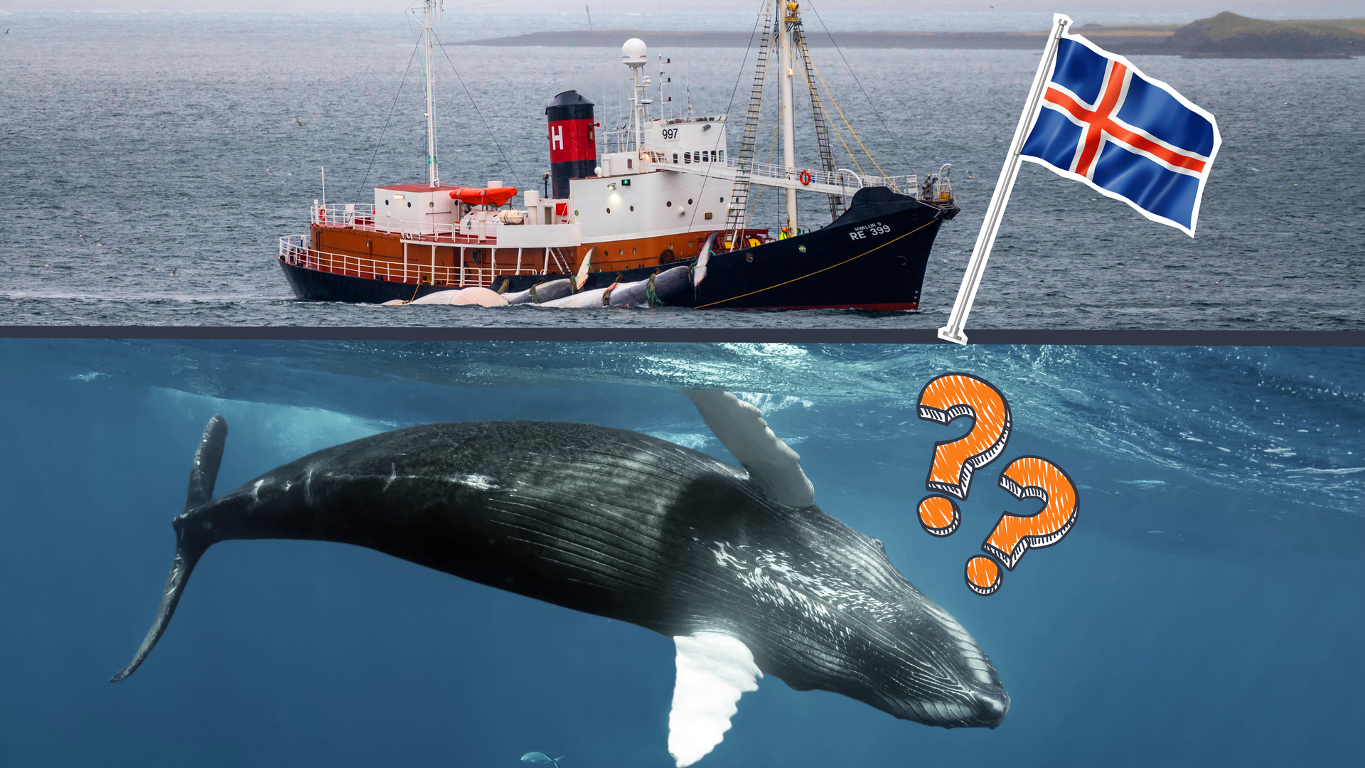 Isländischen Walfangschiff mit zwei toten Walen, darunter ein Bild von einem schwimmenden Wal, isländische Flagge und Warnschild