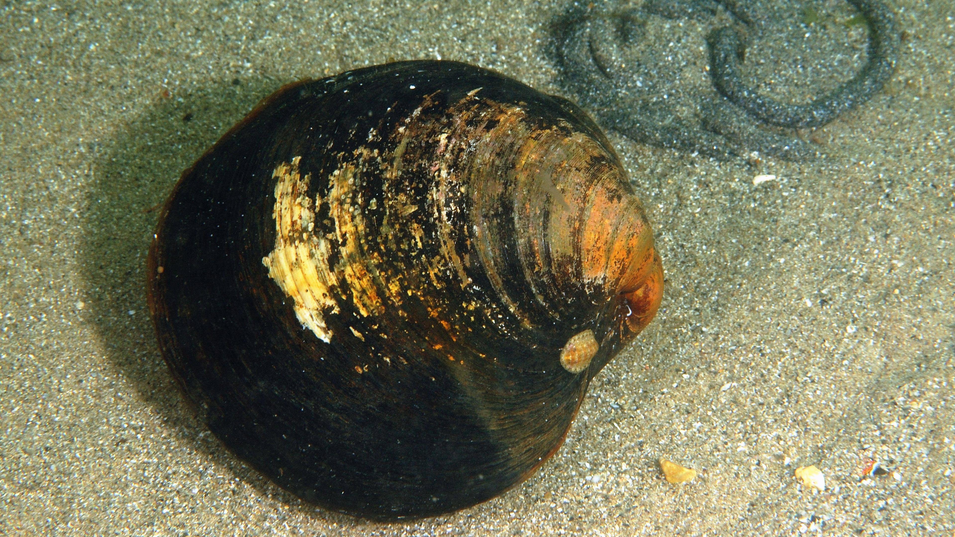 Islandmuschel 