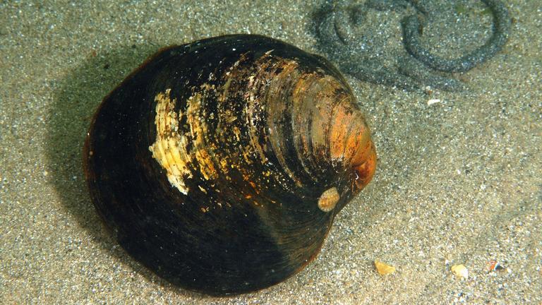 Islandmuschel 