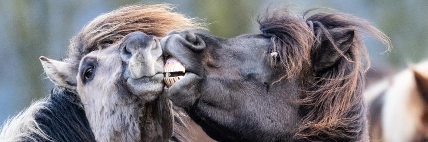 Islandpferde rangeln auf einer Kuppel im Taunus
