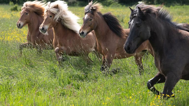 Islandpferde galoppieren über die Sommerweide. 