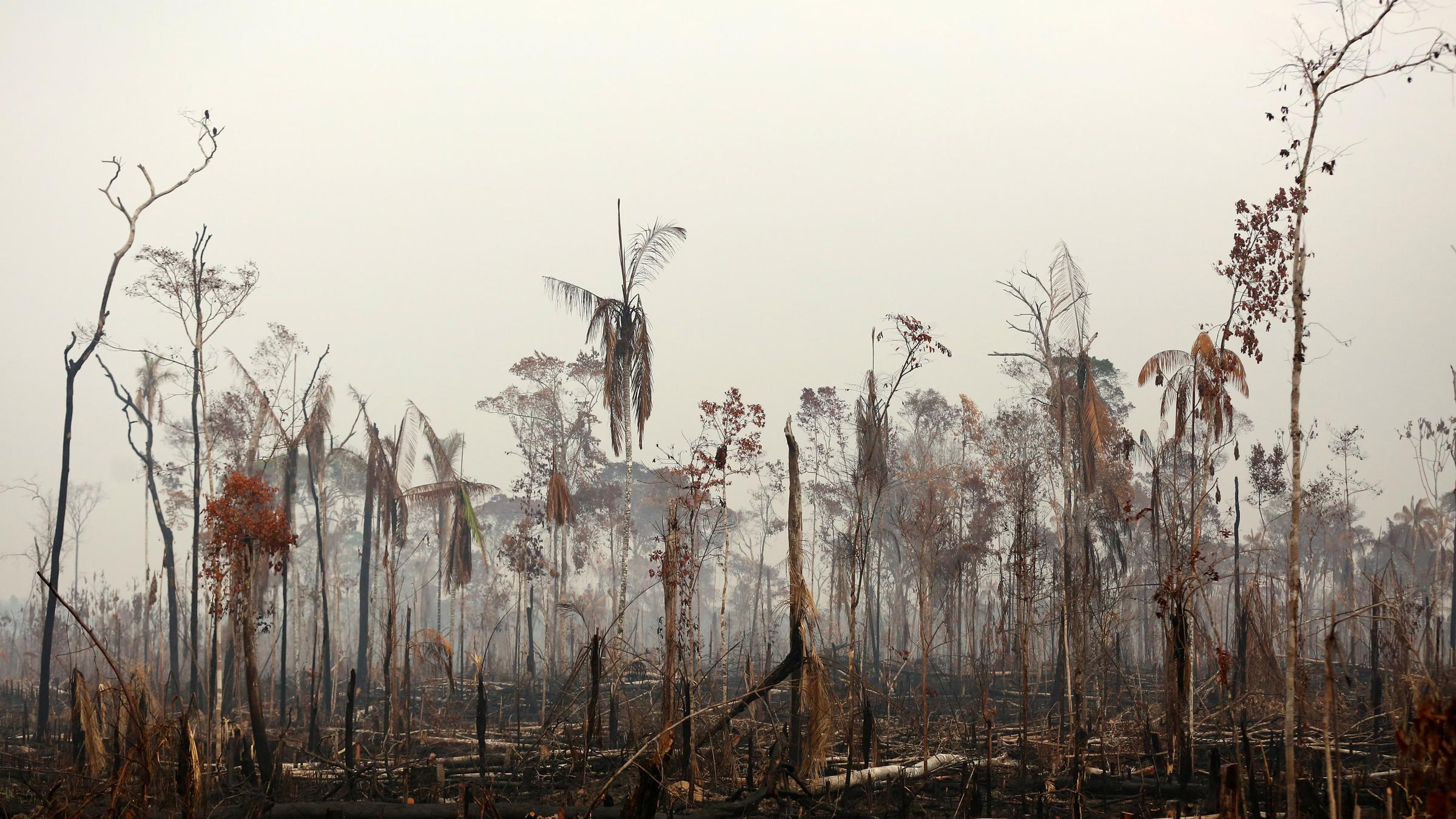 Berbrannte Bäume im Amazonas Regenwald.