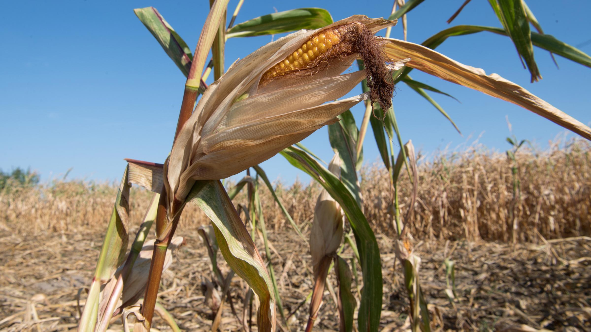 weltwetterorganisation: 2018 war viertwaermstes jahr