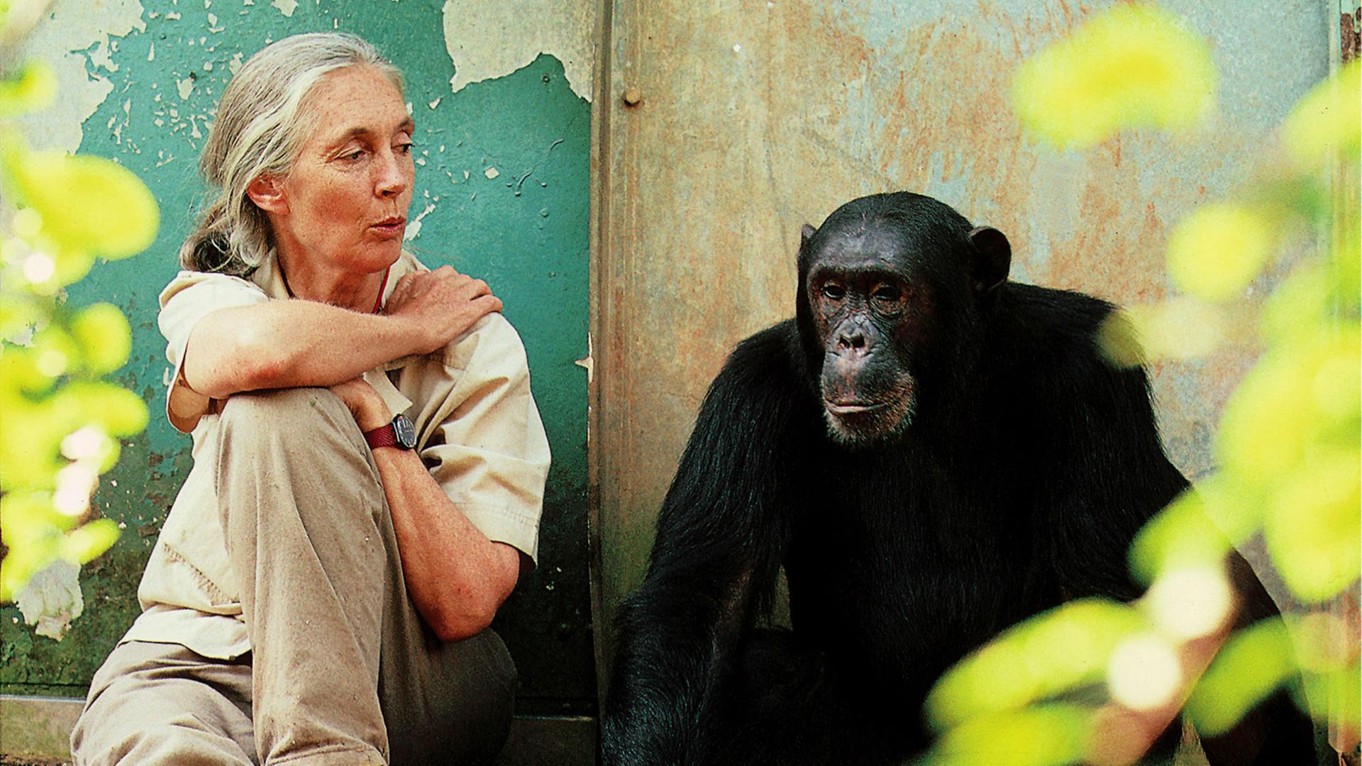 Jane Goodall mit Schimpansen 