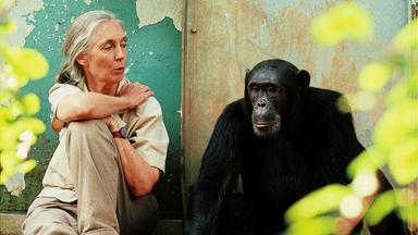 Jane Goodall mit Schimpansen 