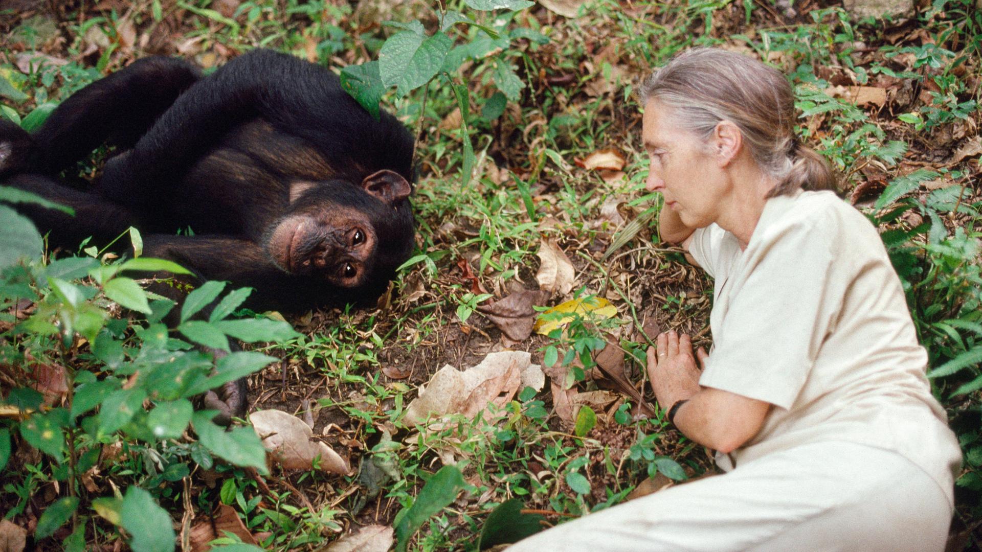 Jane Goodall mit einem Shimpansen in Gombe 