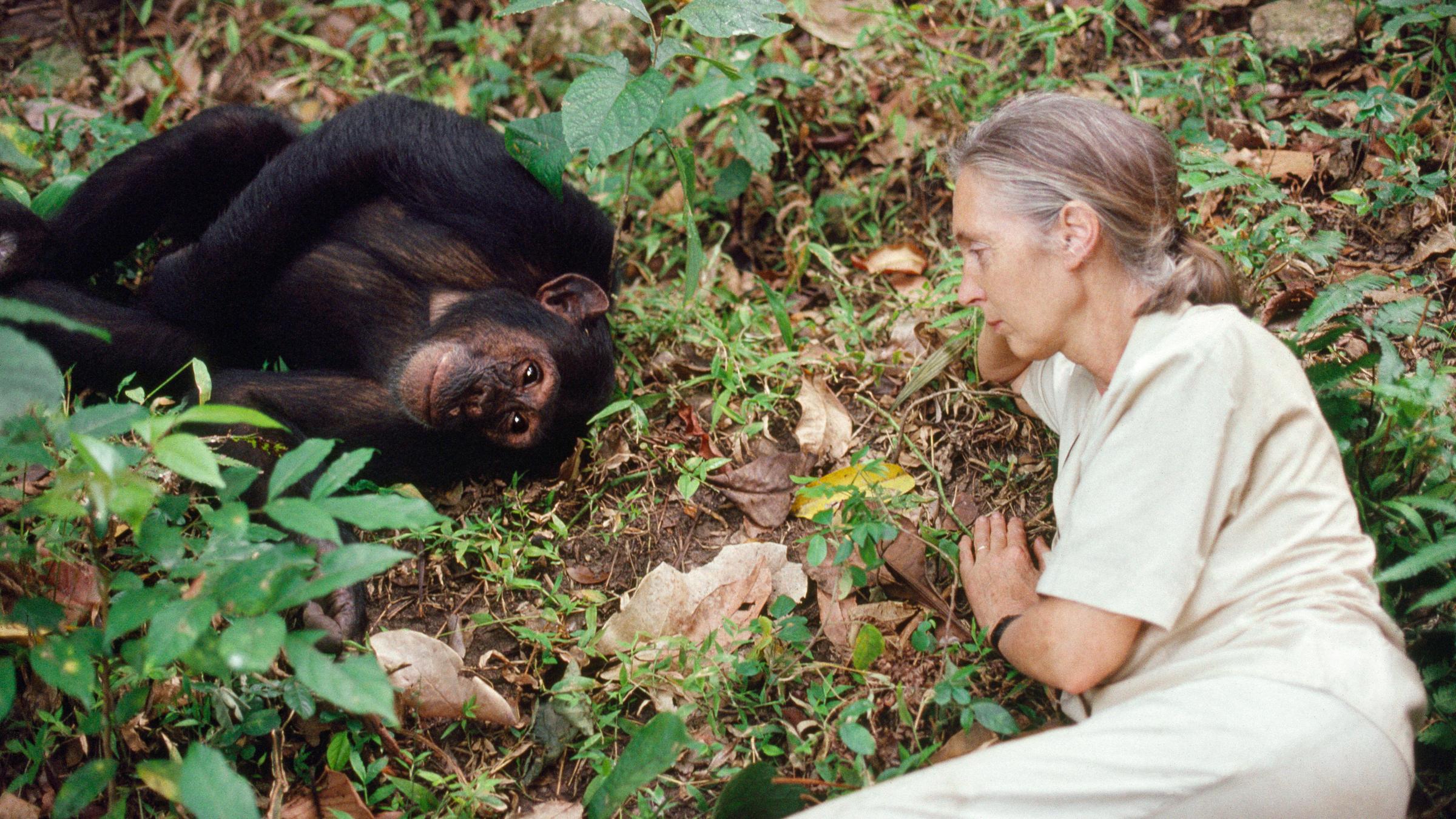 Jane Goodall mit einem Shimpansen in Gombe 
