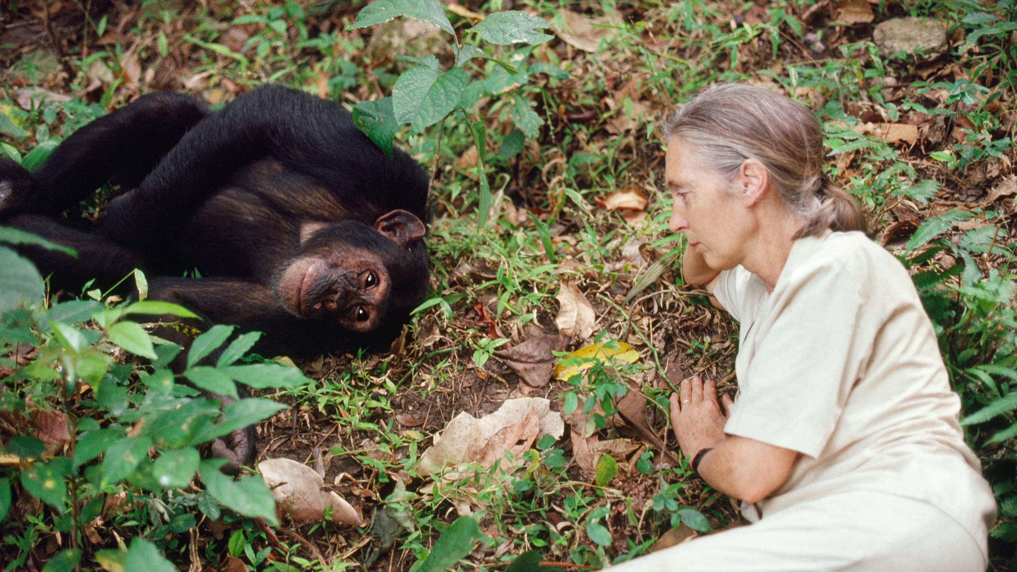 Jane Goodall mit einem Shimpansen in Gombe 