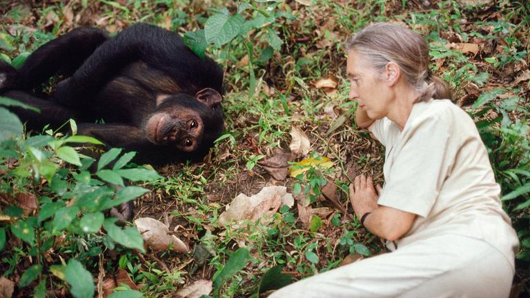 Jane Goodall mit einem Shimpansen in Gombe 