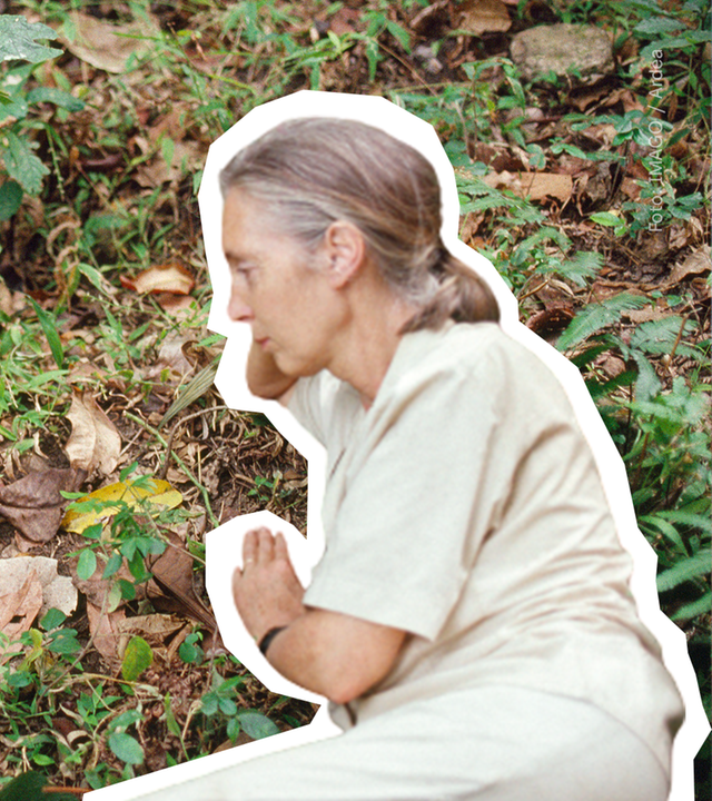 Jane Goodall Teaserbild